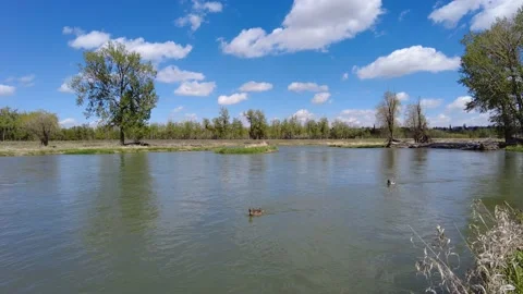 Ducks playing on Bow River in Calgary, Alberta, Canada. Video stock 158117225