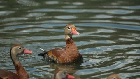 Ducks playing in a creek and bathing on a sunny day in Audubon Park New Orleans. Stockbeeldmateriaal 332629571