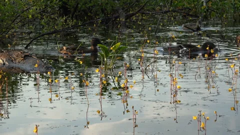 Ducks playing with each other in a pond filled with algae Stock Footage 99556955