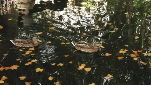 Ducks playing in fountain Stock Footage 173141933