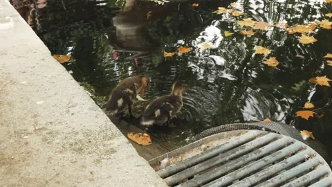 Ducks playing in fountain Stock Footage 173143973
