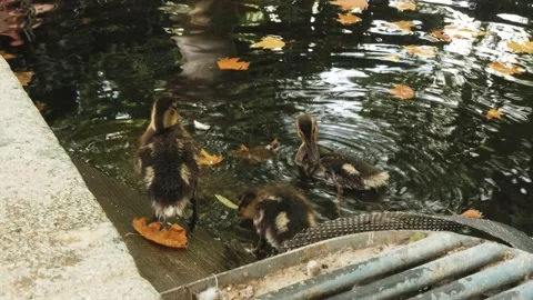 Ducks playing in fountain Stock Footage 173144079