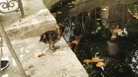 Ducks playing in fountain Stock Footage 173144600