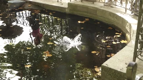 Ducks playing in fountain Stock Footage 173561009