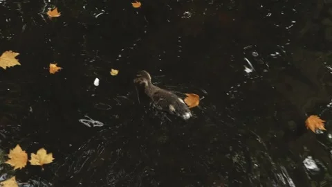 Ducks playing in fountain Stock Footage 173561010