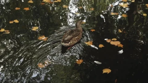 Ducks playing in fountain Stock Footage 173561012