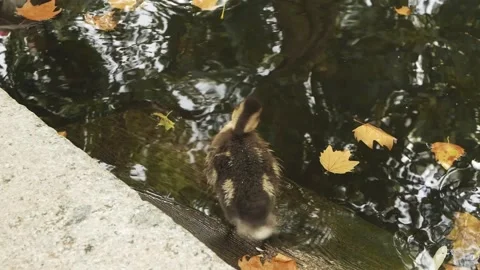 Ducks playing in fountain Stock Footage 173561092