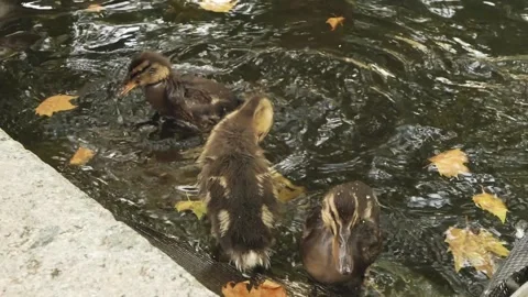 Ducks playing in fountain Stock Footage 173561096