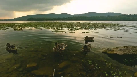Ducks playing by the lake Stock Footage 220679873