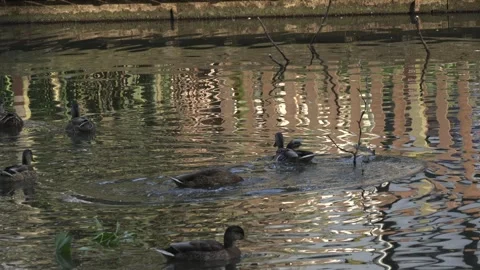 Ducks Playing in a Lake Stock Footage 282672166