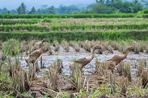Ducks playing in rice field Stock Photos