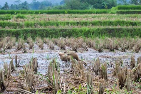 Ducks playing in rice field Stock Photos