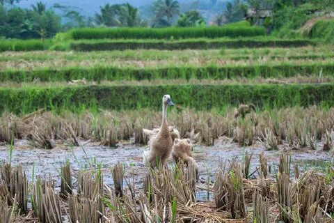 Ducks playing in rice field Stock Photos
