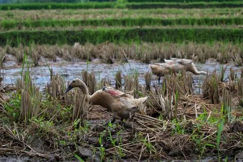 Ducks playing in rice field Stock Photos