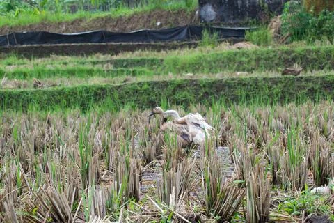 Ducks playing in rice field Stock Photos