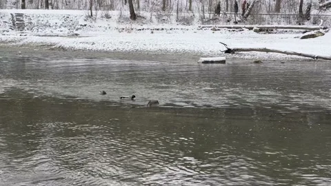 Ducks playing in the river Stock Footage 234120827