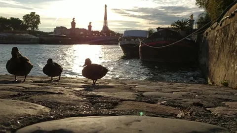 Ducks playing in the river in front of the Eiffel Tower, Paris. France Stock Footage 142072803
