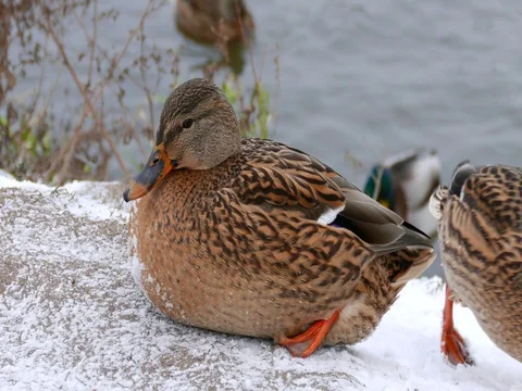 Ducks Playing in the Snow Stock Footage 73548080