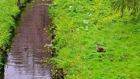 Ducks Playing in the Stream Видео 330677750