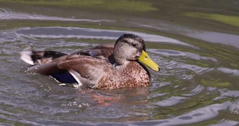 Ducks playing water and clean feather in sun Stock Footage 139914175