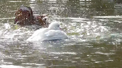 Ducks Playing with Water Stock Footage 35486300