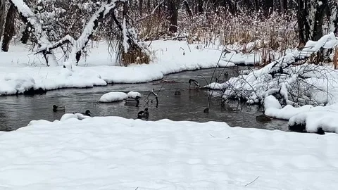 Ducks Playing In a Wintery Pond 스톡 동영상 280076002
