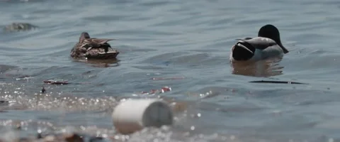Ducks in Polluted City Water - Closeup Stock Footage