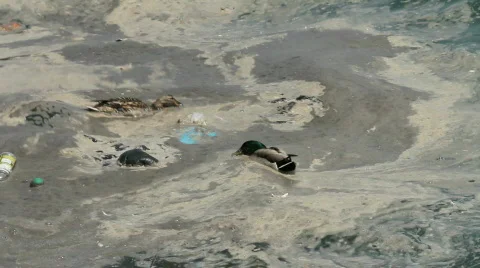 Ducks in polluted water Stockbeeldmateriaal 728586