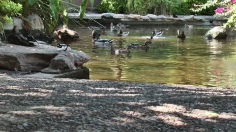 Ducks in a Pond 01 스톡 동영상 11973923
