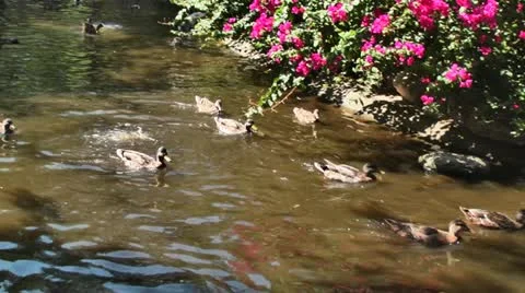 Ducks in a Pond 02 스톡 동영상 11967741