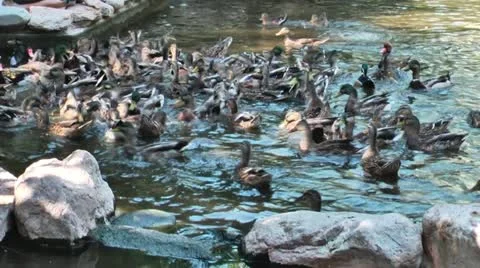 Ducks in a Pond 03 스톡 동영상 11974107
