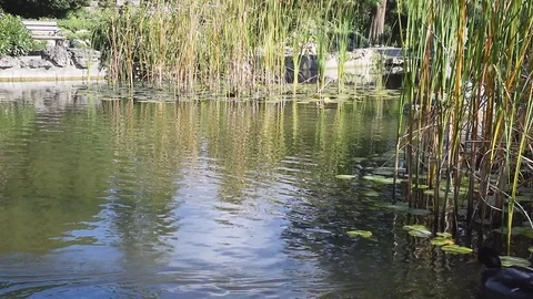 Ducks in a pond 1 Stock Footage 70453997