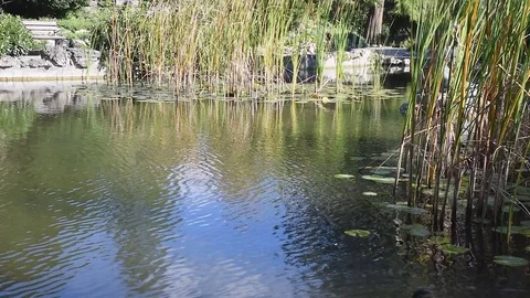 Ducks in a pond 2 Stock Footage 70453887