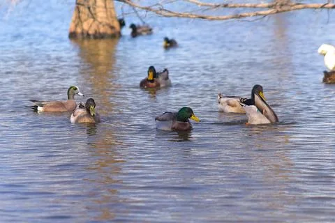 Ducks on the pond 2 Stock Photos