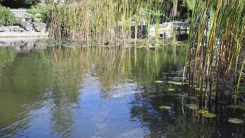 Ducks in a pond 3 Stock Footage 70453812