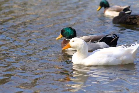 Ducks on the pond 3 Stock Photos