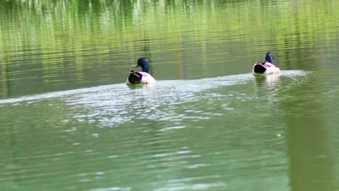 Ducks in the pond - 4K - ProRes Stock Footage 153277187