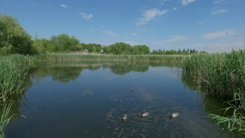 Ducks on a pond asking for food 스톡 동영상 195299482