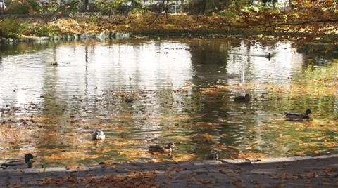 Ducks in the pond autumn Vídeo Stock 34385726