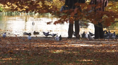 Ducks in the pond autumn 動画素材 34385842