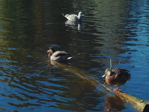 Ducks on a pond in an autumn park Stock Footage 80354349