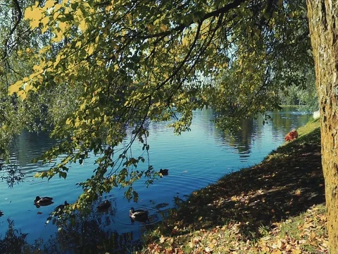 Ducks on a pond in an autumn park Stock Footage 80354397