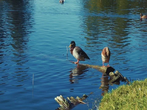 Ducks on a pond in an autumn park Stock Footage 80354406