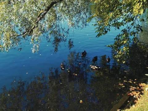 Ducks on a pond in an autumn park Stock Footage 80354417