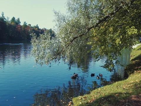 Ducks on a pond in an autumn park Stock Footage 80354440