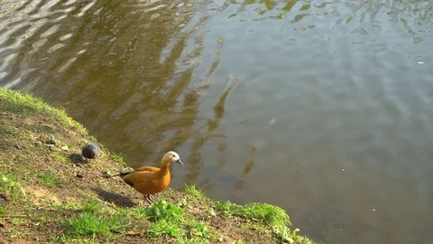 Ducks in a pond in a city Park Stock Footage 75360145