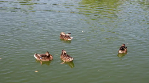 Ducks in the pond clean their wings. Wildlife birds in their natural habitat. Stock Footage 138343652