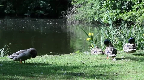 Ducks by Pond Cleaning Themselves Vídeo Stock 53898434
