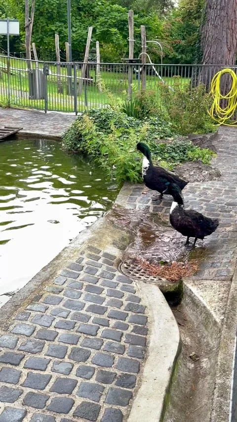 Ducks by the Pond on a Cobblestone Path in a Lush Urban Garden Video stock 317027498