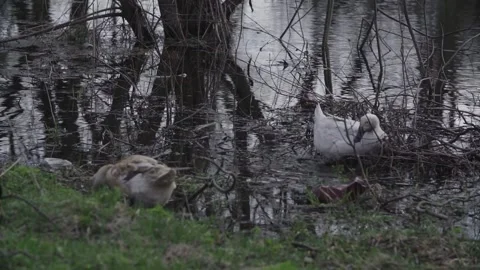 DUCKS ON THE POND DIRT GARBAGE BOTTLES PLASTIC Video stock 145770788